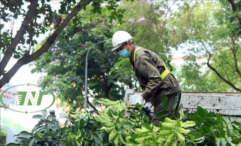 Dịch vụ cắt tỉa cây xanh Thịnh Nam Trung