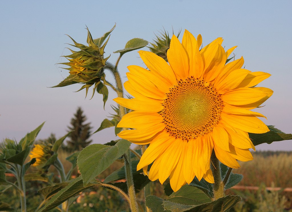 Sunflower 2009 07 25 4436