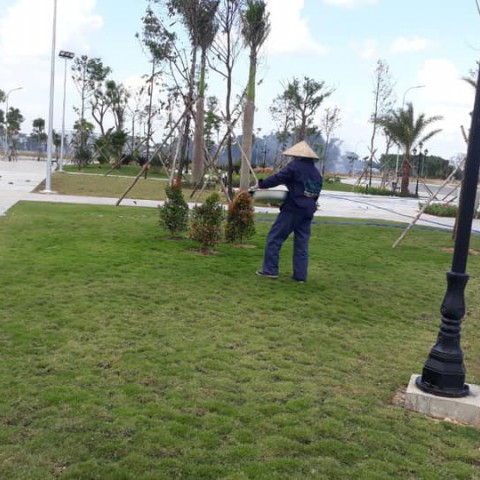 Trồng và chăm sóc cây xanh khu Dân Cư Sơn Tịnh (dự án 577)
