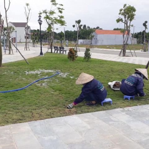 Trồng và chăm sóc cây xanh khu Dân Cư Sơn Tịnh (dự án 577)